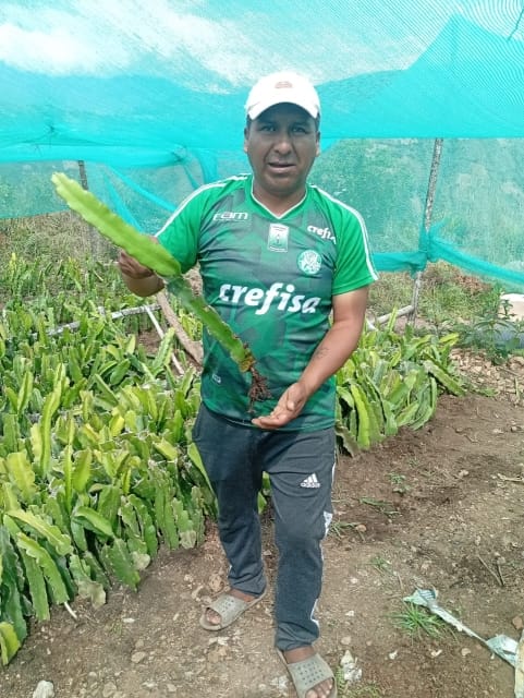 Entregaplantines (1)