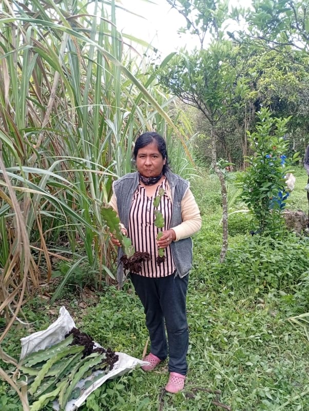 Entregaplantines (13)