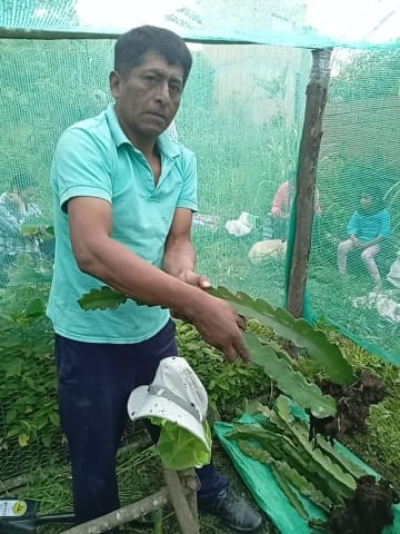 Entregaplantines (14)