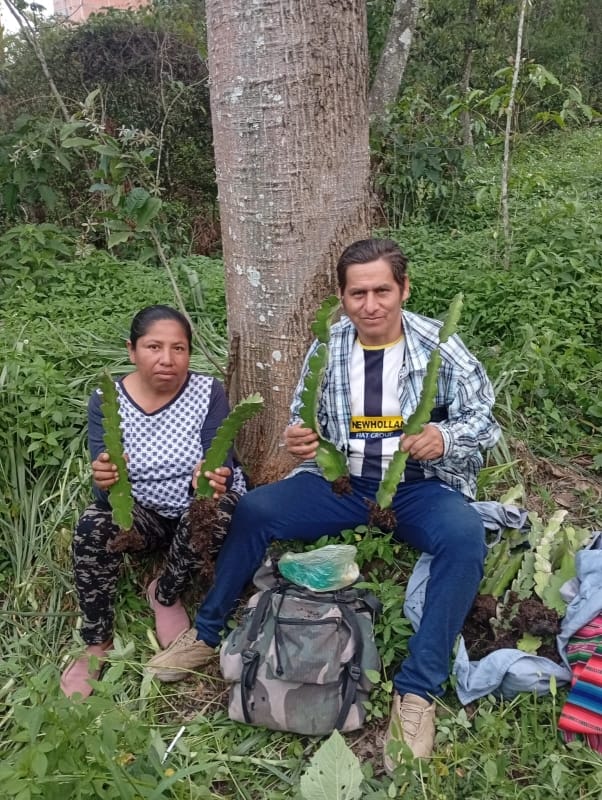 Entregaplantines (15)