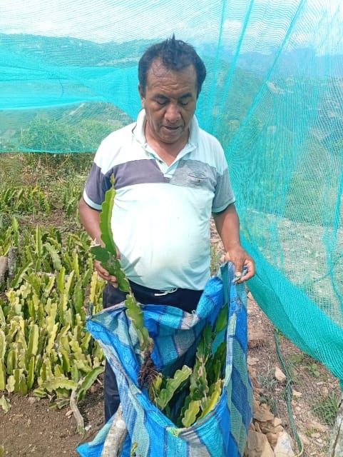 Entregaplantines (2)