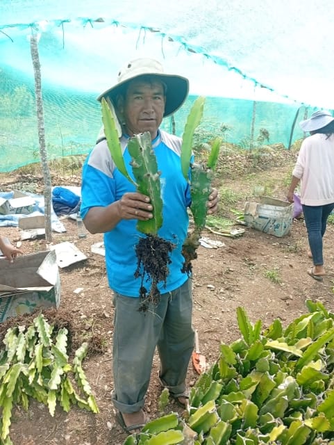 Entregaplantines (3)