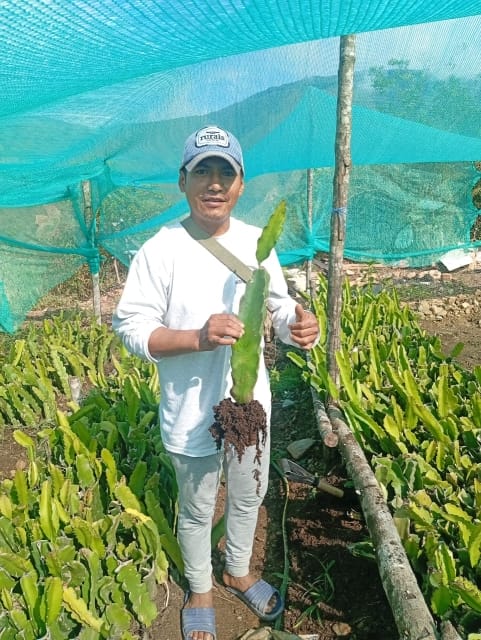 Entregaplantines (4)