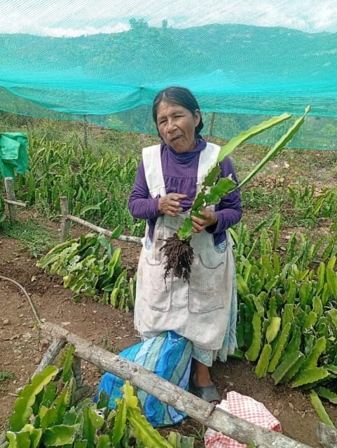 Entregaplantines (6)