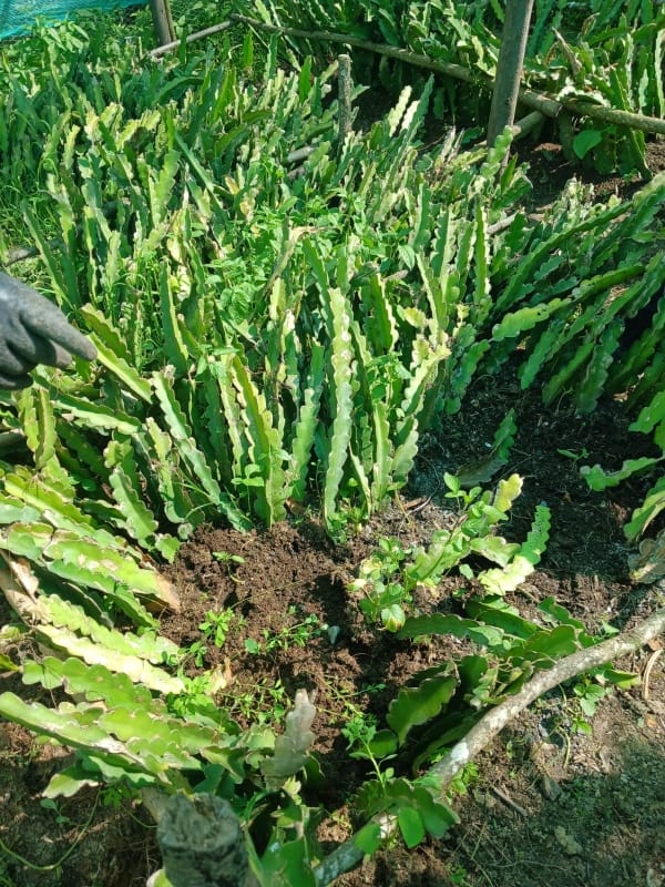 Entregaplantines (7)