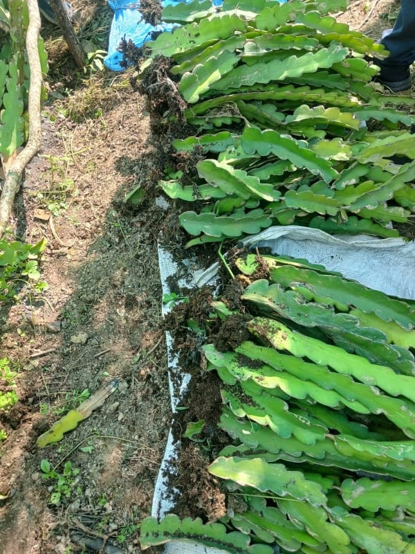 Entregaplantines (8)