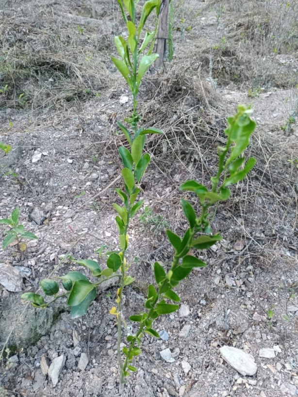 gestion2025 (11) gestion2025 (11)