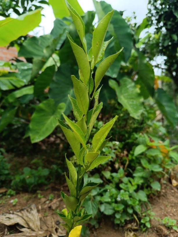 gestion2025 (12) gestion2025 (12)