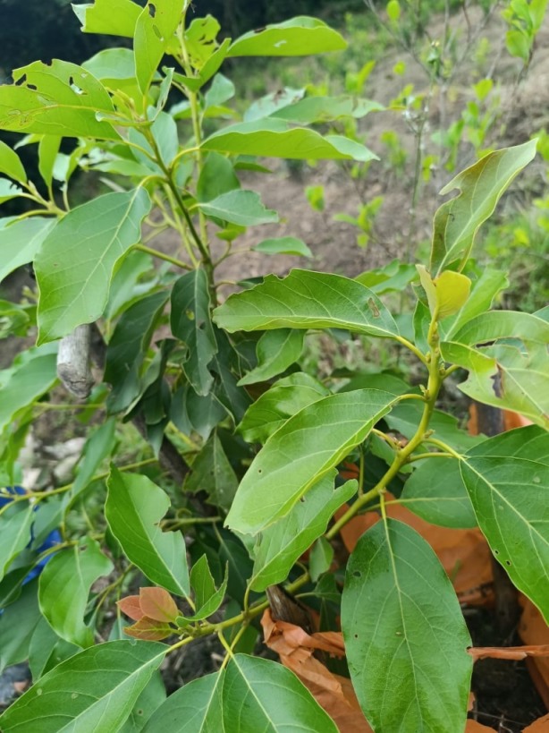 gestion2025 (4) gestion2025 (4)