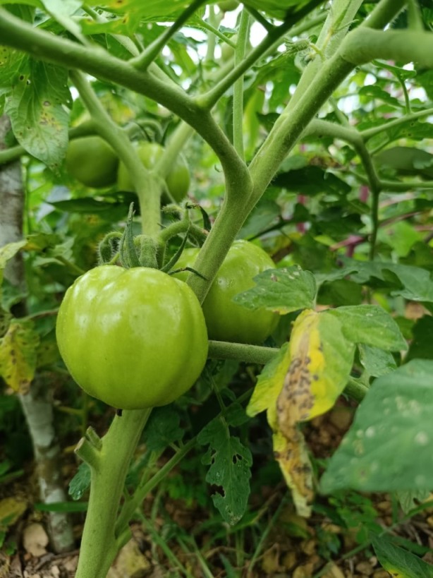 gestion2025 (9) gestion2025 (9)